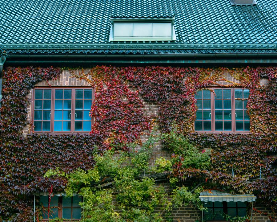 The ivy-covered brick facade of a university building